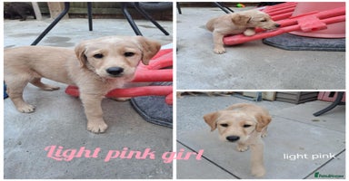 Labradoodle dogs - Advert 8