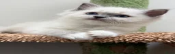 Ragdoll cats for sale: 4 Beautiful Family-Raised Ragdoll Kittens 🐾 - Advert 13