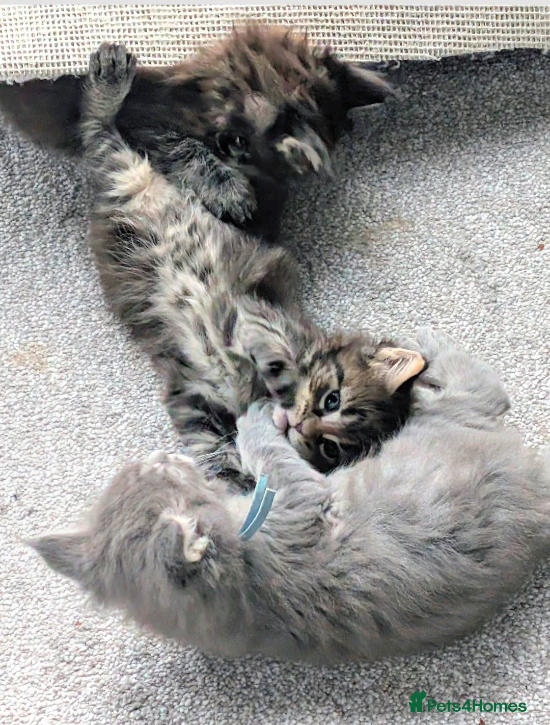 Maine Coon cats for sale: Chunky Maine Coons  - Advert 7