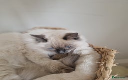 Ragdoll cats for sale: Ragdoll Kitten - Castrated  - Image 4