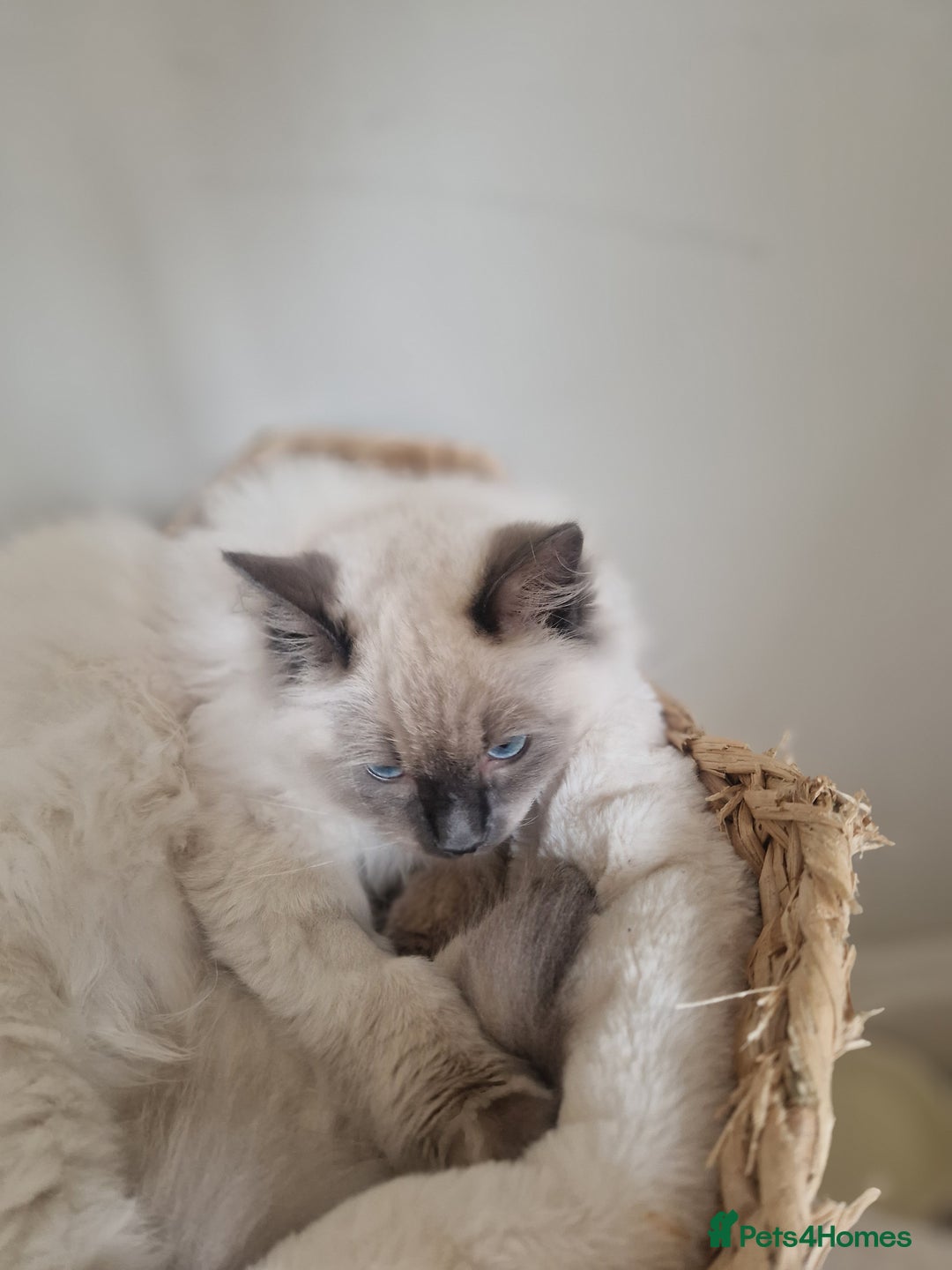 Ragdoll cats for sale: Ragdoll Kitten - Castrated  - Image 4