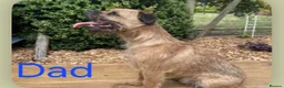 Border Terrier dogs for sale: Beautiful Border Terrier Puppies  - Advert 7