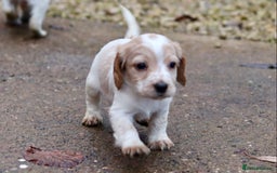 Cocker Spaniel dogs for sale: Working cocker spaniel  - Advert 3