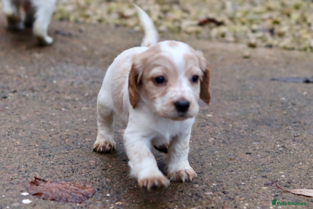 Cocker Spaniel dogs for sale: Working cocker spaniel  - Advert 3
