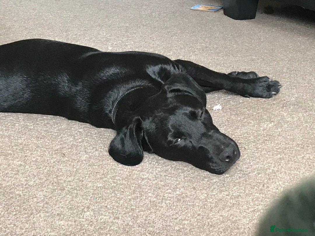 Mixed Breed dogs for sale: Male neutered cross  - Advert 3