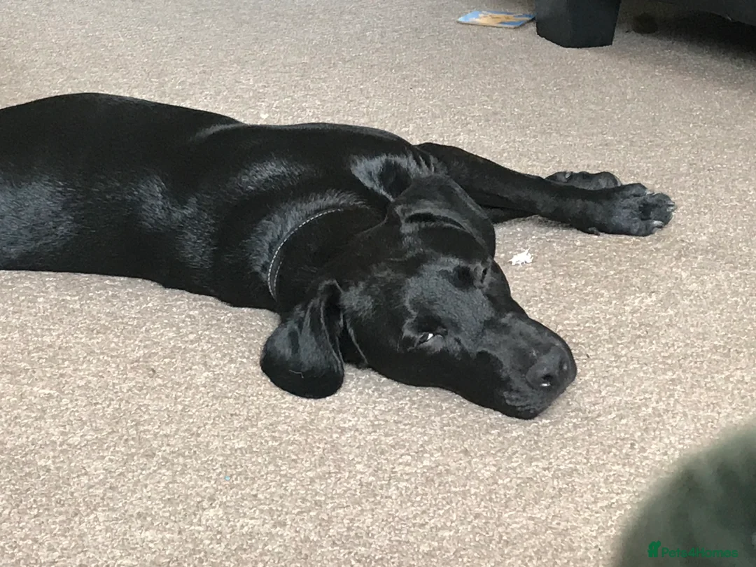 Mixed Breed dogs for sale: Male neutered cross  - Advert 3