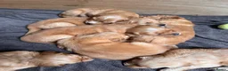 Golden Retriever dogs for sale: Dark Red Golden Retriever Pups in Burford - Advert 10
