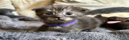Scottish Fold cats for sale: Ragdoll x Scottish Fold - litter of 4!  - Advert 7