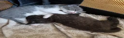 British Shorthair cats for sale: Beautiful blue little girl  - Advert 27
