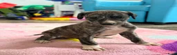 Mixed Breed dogs for sale: My beautiful Salukis puppy’s  - Advert 9