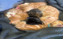 Domestic Shorthair cats for sale: Kitten for sale. Family pet.  - Image 7