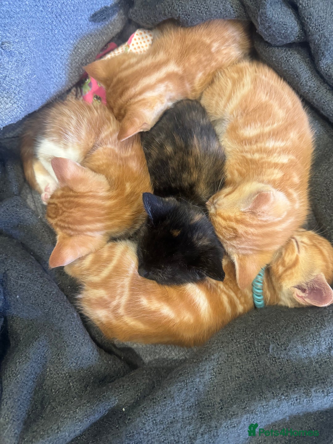 Domestic Shorthair cats for sale: Kitten for sale. Family pet.  - Image 7