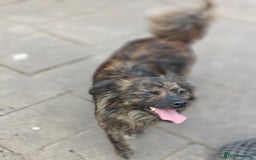 Mixed Breed dogs for adoption: 💖🐶 TWIGGY 🐶💖 - Image 4