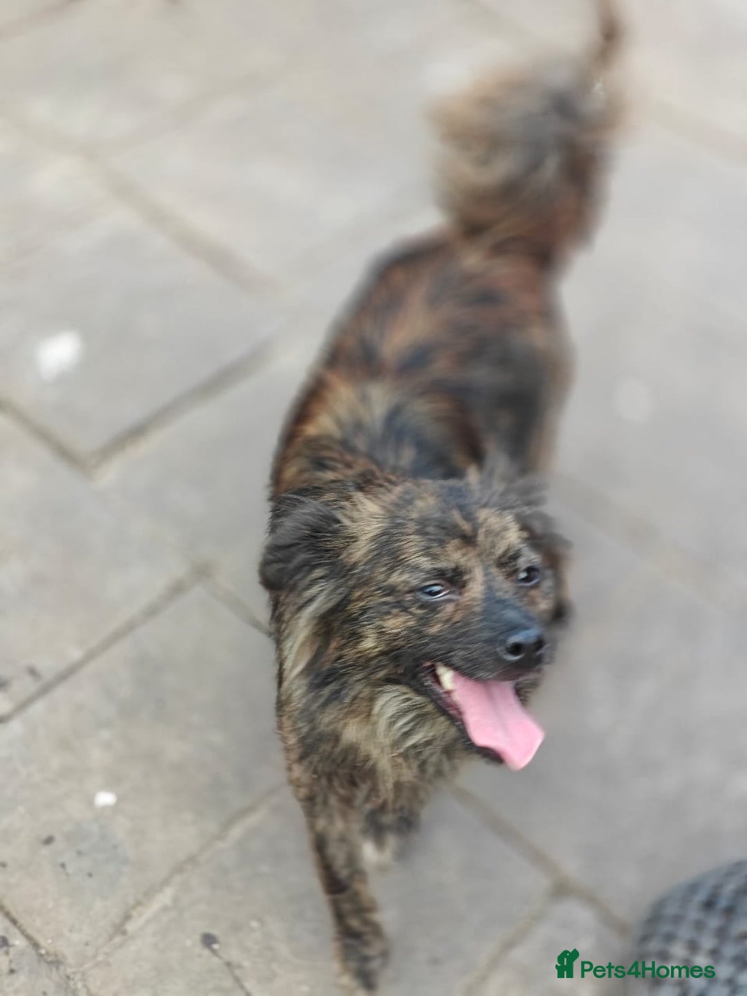 Mixed Breed dogs for adoption: 💖🐶 TWIGGY 🐶💖 - Image 4