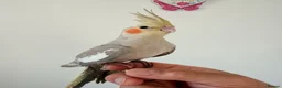 Cockatiels birds for sale: BEAUTIFUL BABY COCKATIELS NEW CAGES AVAILABLE  - Advert 6