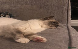 Ragdoll cats for sale: 2 x GCCF Registered Ragdolls for Sale - Image 15
