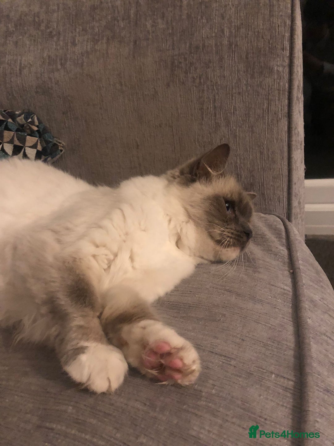 Ragdoll cats for sale: 2 x GCCF Registered Ragdolls for Sale - Image 15