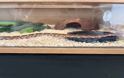 Corn Snake reptiles for sale: Two corn snakes for sale  - Image 2
