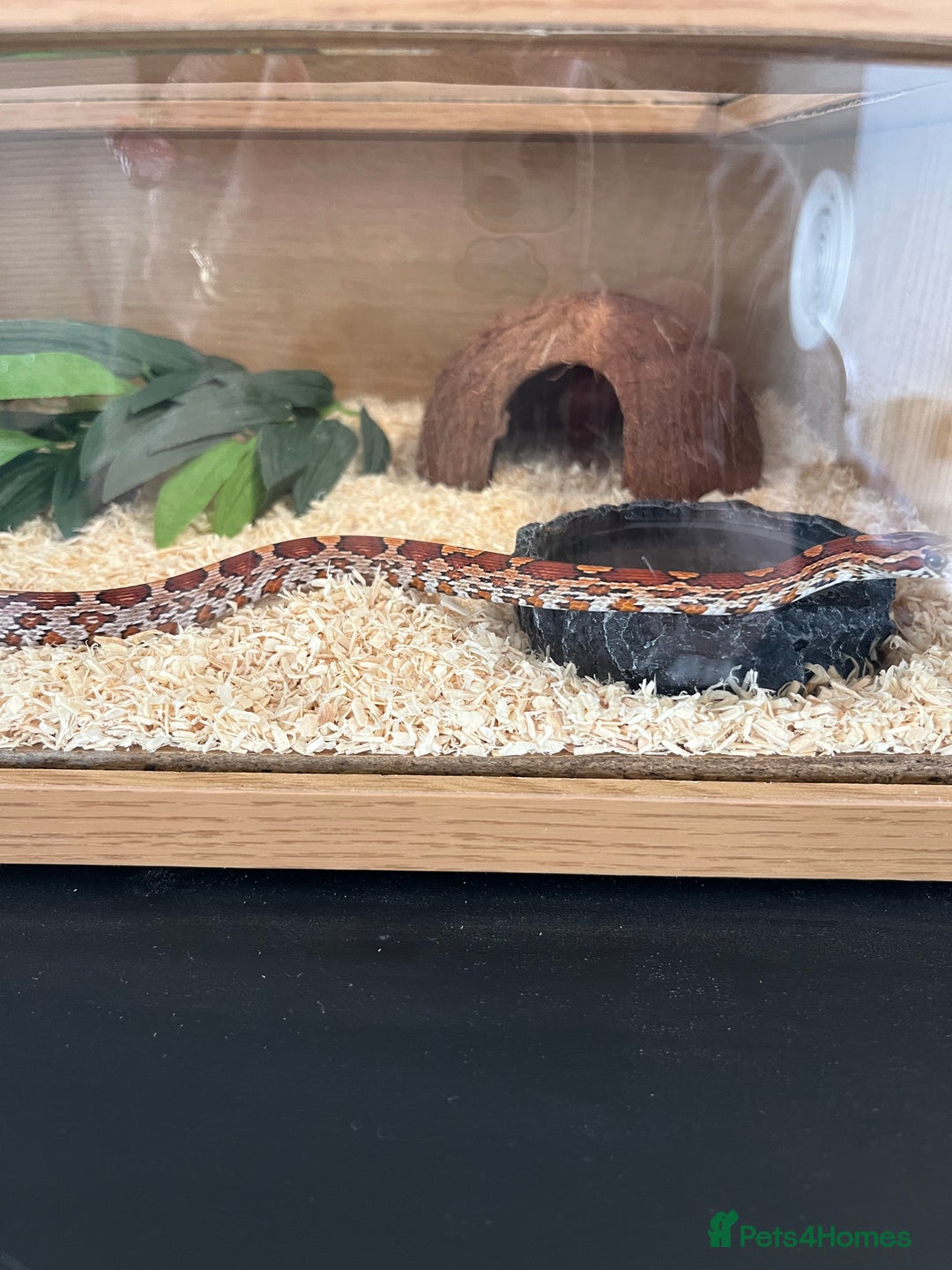 Corn Snake reptiles for sale: Two corn snakes for sale  - Image 2