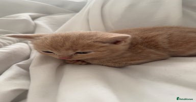 Mixed Breed cats - Advert 4