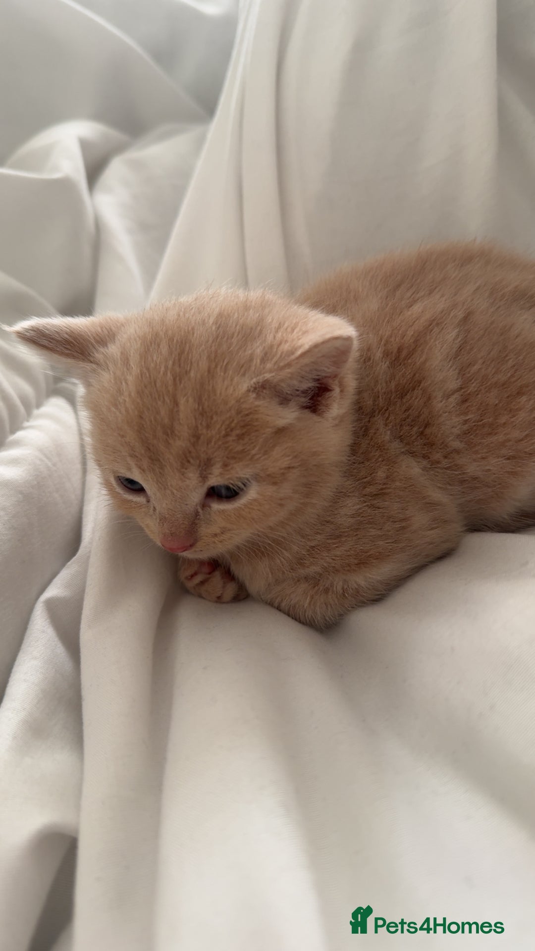 Mixed Breed cats for sale: 6 mixed breed kittens  - Image 3