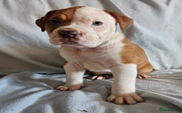 Alapaha Blue Blood Bulldog dogs for sale: IABBR. Health tested. Top lines.  - Advert 7