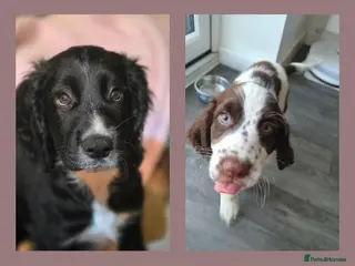 Cocker Spaniel dogs Ready now 2 boys!! kc reg working cocker spaniel - Advert 6