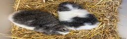 Guinea Pig rodents for sale: Baby Male Teddy Guinea Pigs - Advert 2