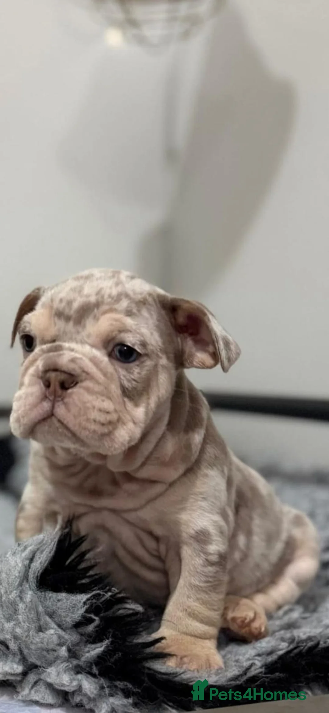 English Bulldog dogs for sale: KC Male English Bulldogs  - Advert 1