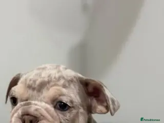 English Bulldog dogs KC Male English Bulldogs - Advert 2