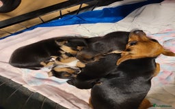 Mixed Breed dogs for sale: 3 chorkie boys left for sale - Image 6