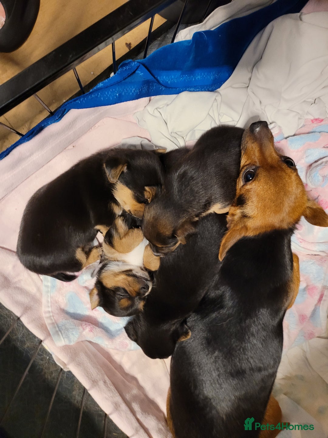 Mixed Breed dogs for sale: 3 chorkie boys left for sale - Image 6