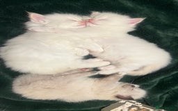 Ragdoll cats for sale: Balinese/ragdoll mix kittens  - Image 6