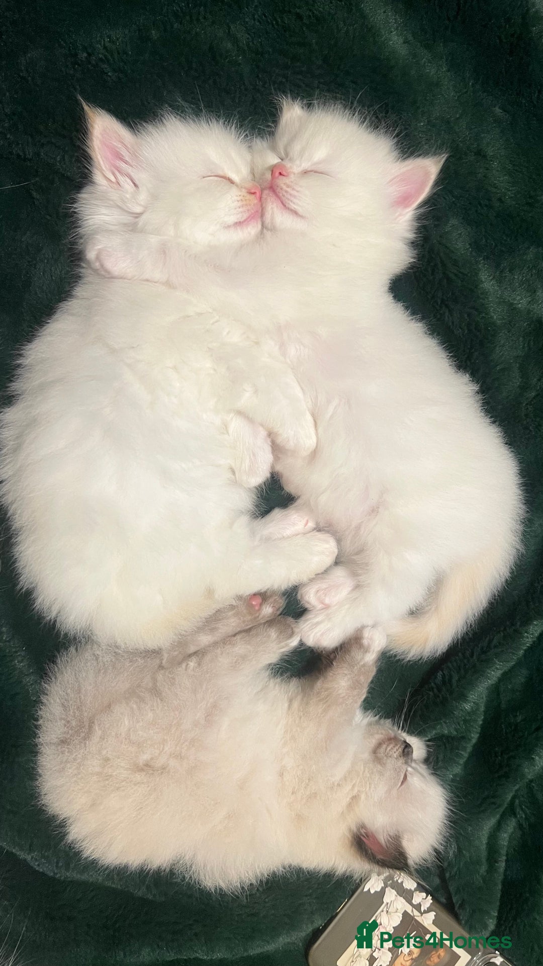 Ragdoll cats for sale: Balinese/ragdoll mix kittens  - Image 6