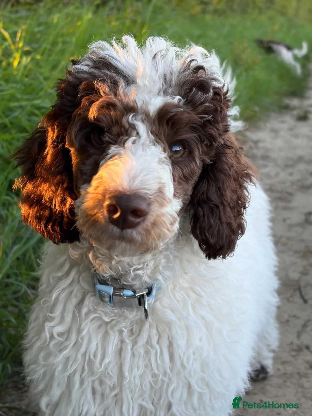 Miniature Poodle dogs for sale: Beautiful parti miniature poodle - Advert 2
