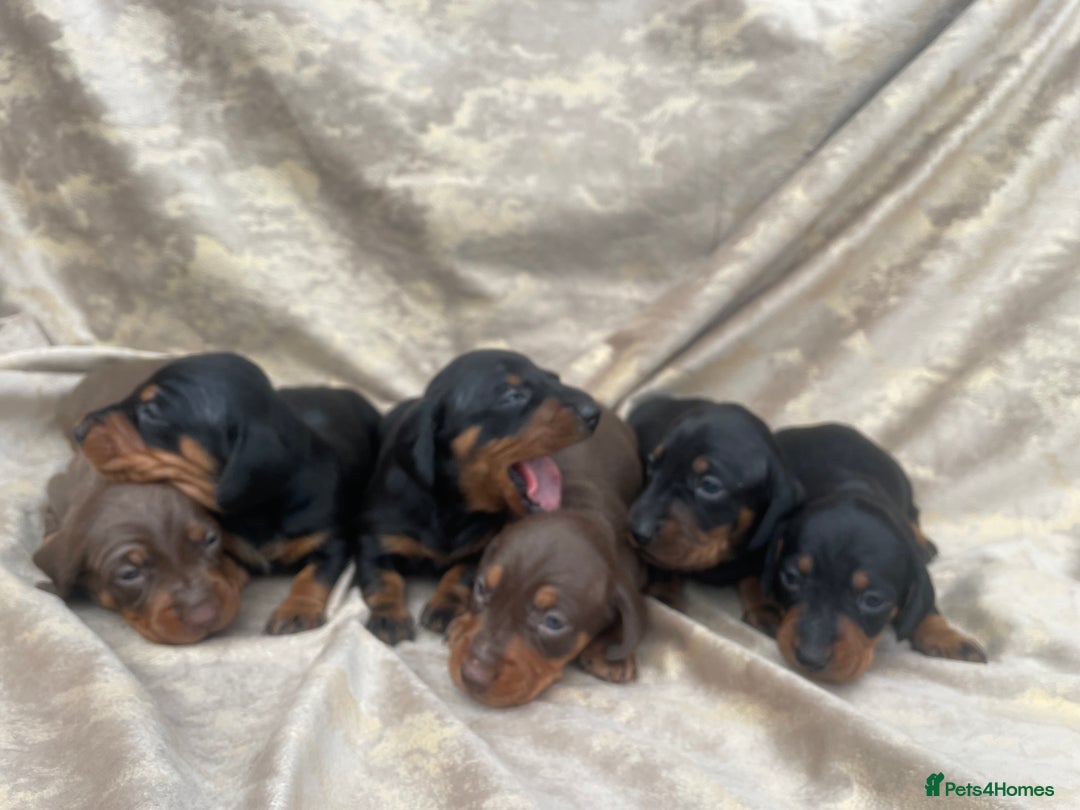 Dachshund dogs for sale: Dachshund puppies  - Image 8