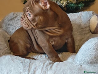 French Bulldog dogs Discount on Exotic Isabella and New Shade Isabella - Advert 13