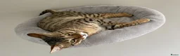Savannah cats for sale: Beautiful F5 Savannah Kitten Squealer - Advert 5