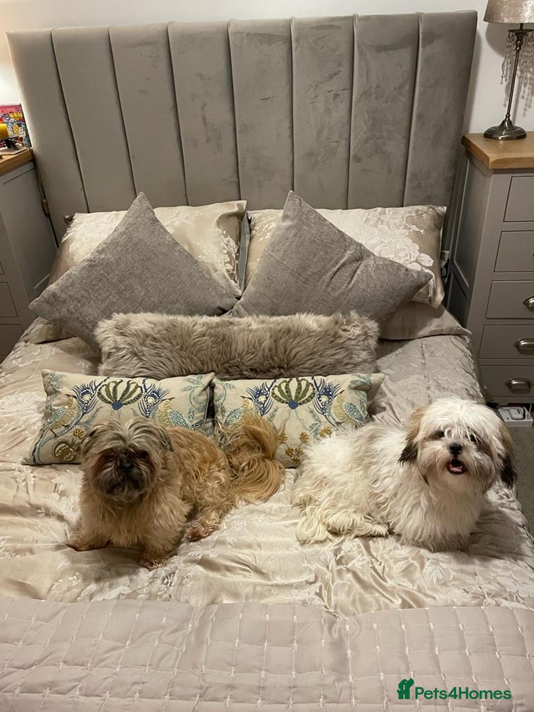 Malshi dogs for sale: Beautiful Shih tzu x Malshi puppies  - Image 3