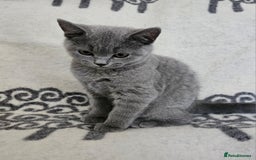British Shorthair cats for sale: 1 Amazing Female Kitten - Image 6