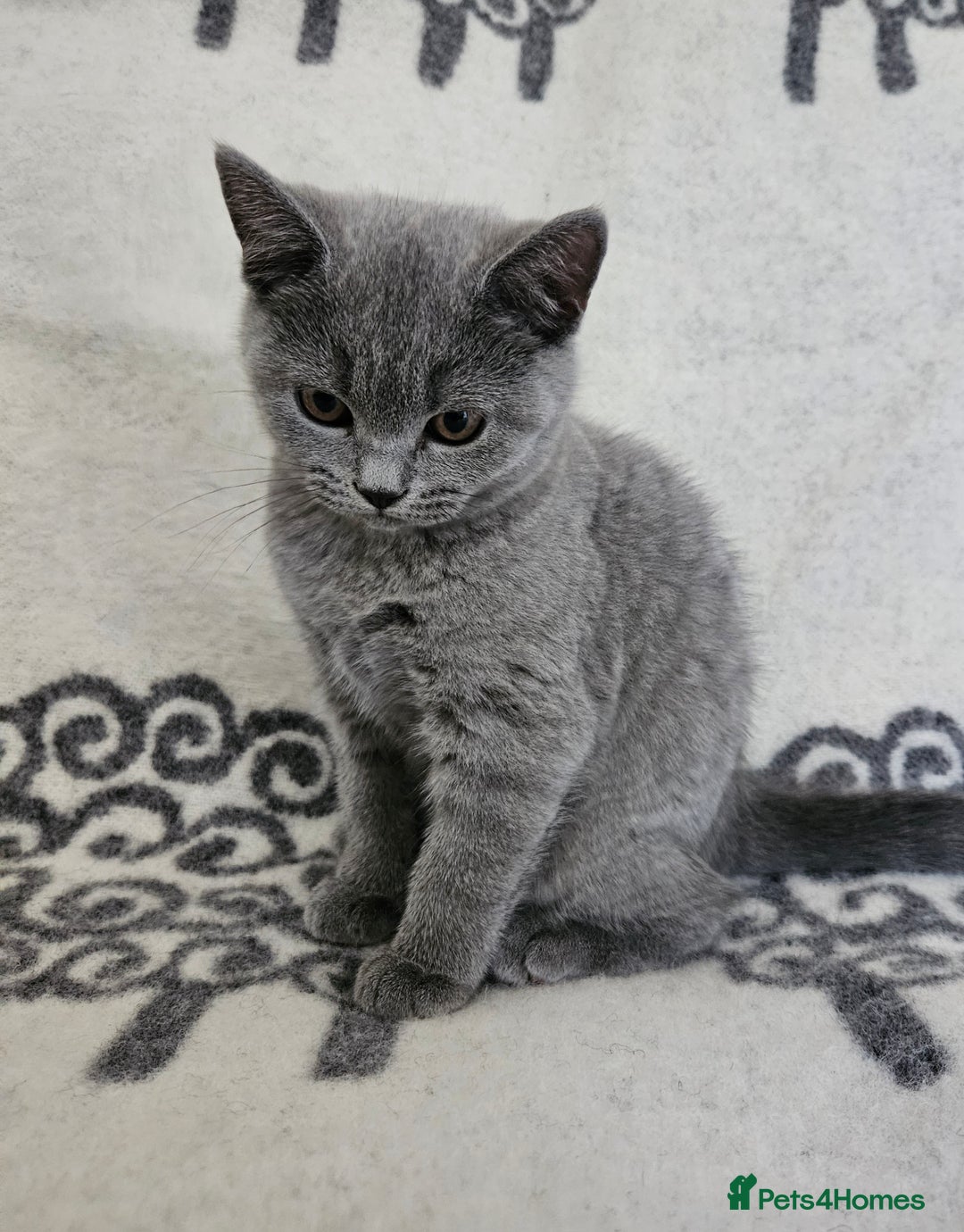 British Shorthair cats for sale: 1 Amazing Female Kitten - Image 6