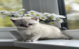 British Shorthair cats for sale: British Shorthair colour point kittens white  - Image 11