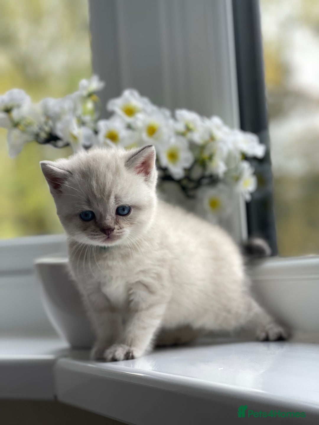 British Shorthair cats for sale: British Shorthair colour point kittens white  - Image 11