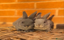 Rex rabbits for sale: Female & male otter/BEW mini rex rabbits  - Image 13