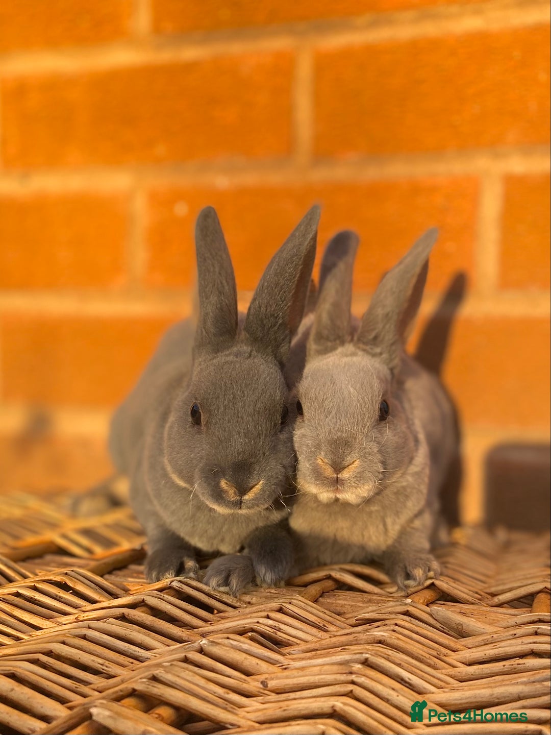 Rex rabbits for sale: Female & male otter/BEW mini rex rabbits  - Image 13