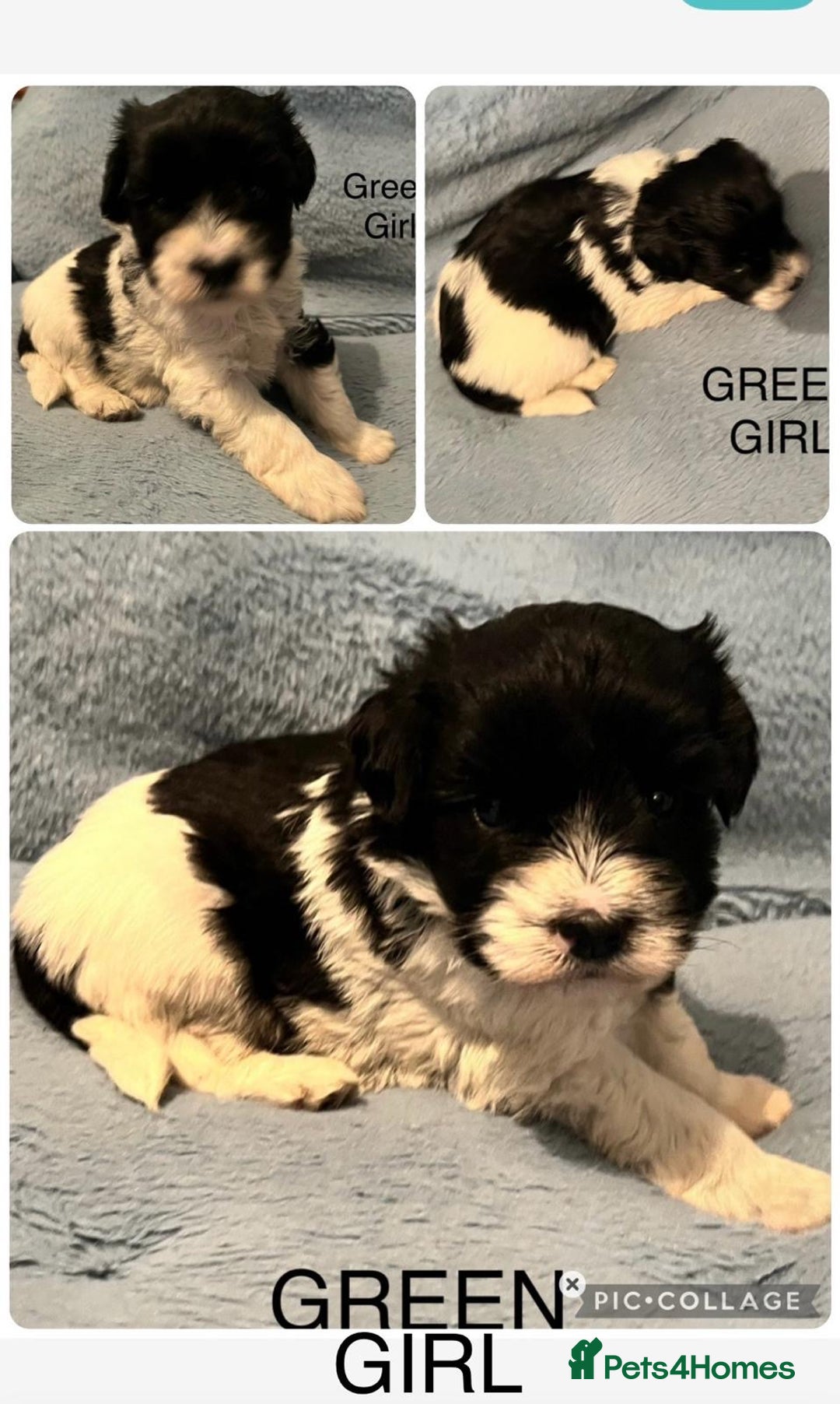 Miniature Schnauzer dogs for sale: OMG ❤️RARE  PEDIGREE PARTI MINIATURE SCHNAUZER  - Advert 11