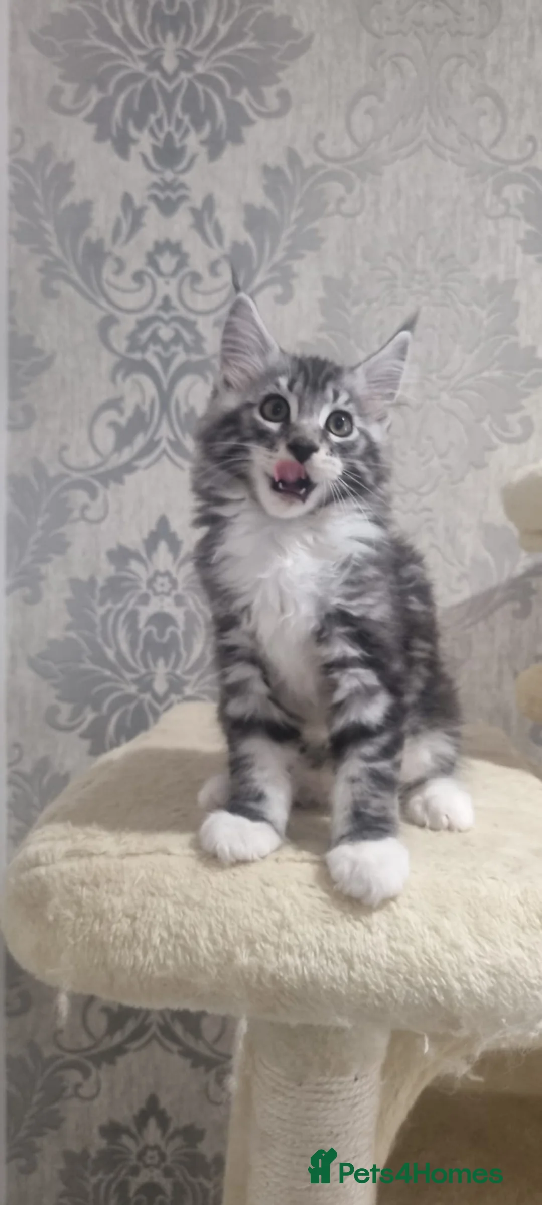 Maine Coon cats for sale: Tica Registered, Russian Line Maine Coon Kittens - Advert 2
