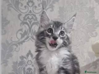 Maine Coon cats Tica Registered, Russian Line Maine Coon Kittens - Advert 8