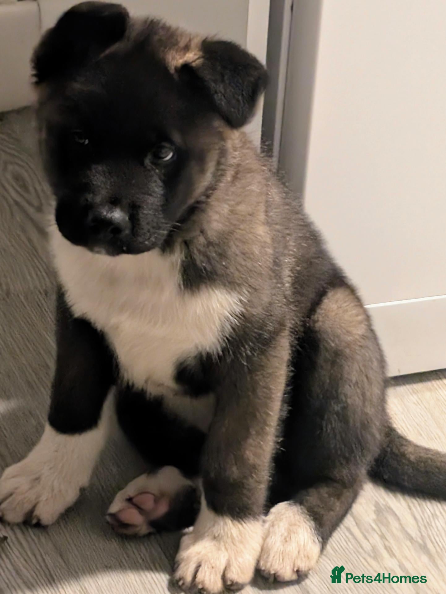 Akita dogs KC registered male akita  - Advert 1