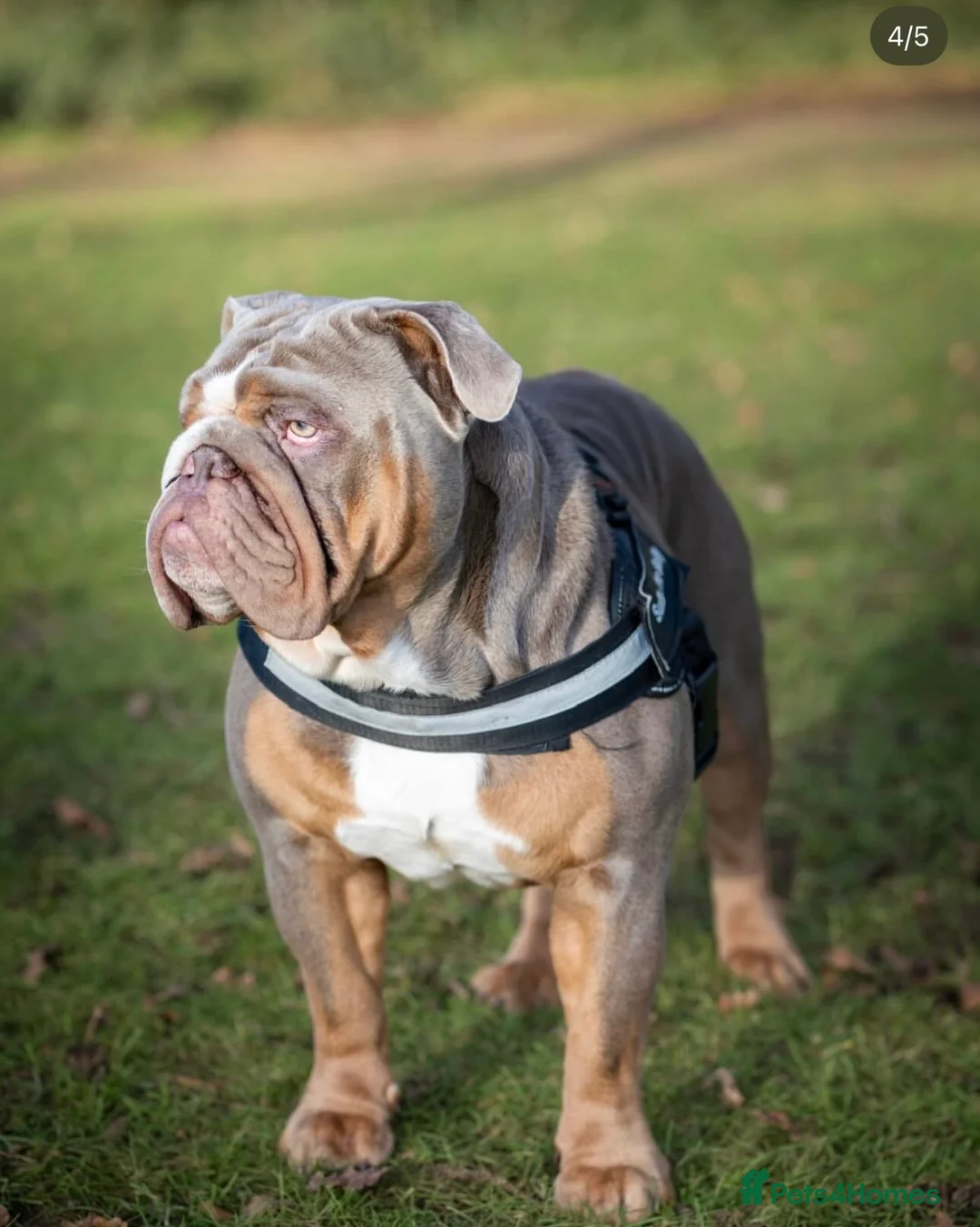 English Bulldog dogs for stud: SULLY - ENGLISH BULL DOG KC Registered for Stud - Advert 2